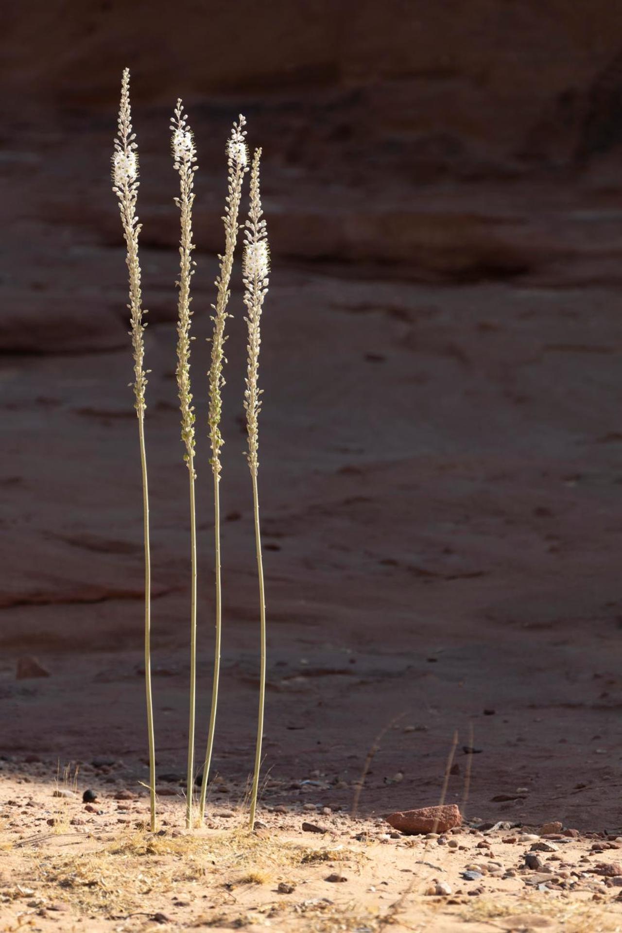 Wadi Rum Camp & Jeep Tour المظهر الخارجي الصورة