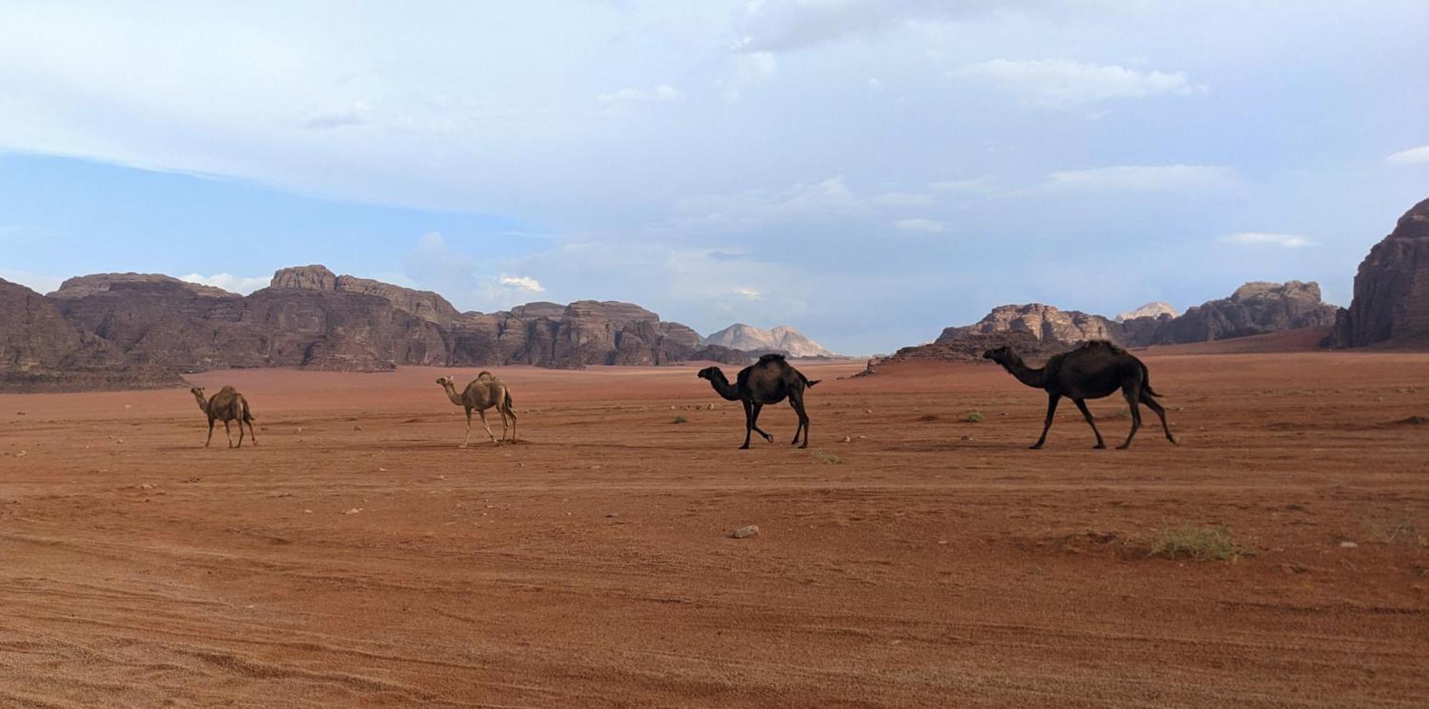 Wadi Rum Camp & Jeep Tour المظهر الخارجي الصورة